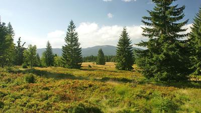 Wanderlinie Pestwurz (Buchenau – Hochschachten)