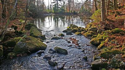 Wanderlinie Rippenfarn (Grafenhütt – Lusen)