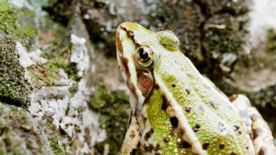 Froschradweg – Paradies, nicht nur für Frösche