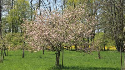 Allee der alten Apfelbäume – aleja starych jabłučinow