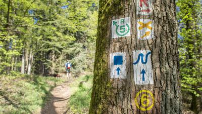 Neckarsteig: Etappe Neckarsteinach – Hirschhorn