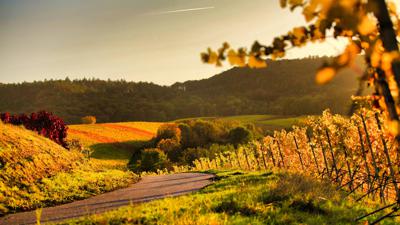 Lehrensteinsfelder Weintour