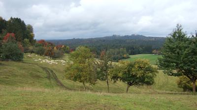 Rundwanderung im Bühlertal: Wald im Wandel