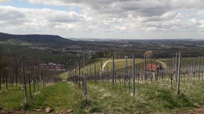 Rundwanderung durch Aichelberg und den Schachenwald (RW 10)