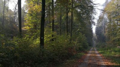 Seewaldweg – Durch die grüne Lunge der Stadt Friedrichshafen