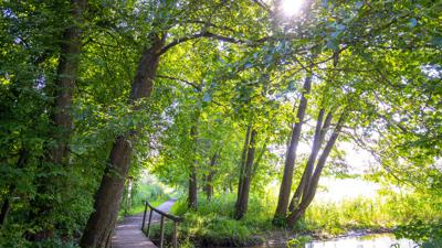 Rundwanderweg um den Illmensee mit Naturlehrpfad