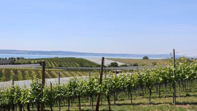 Apfel- und Weinwanderweg zwischen Hagnau und Immenstaad