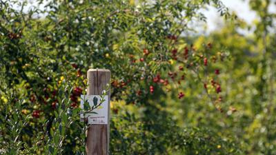 Bretten/Neibsheim: Neibsheimer Gemarkung