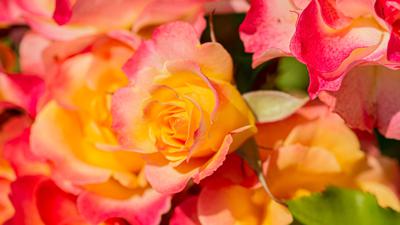 Weilheim: Weg der Sinne – Rosen Erlebnis Weg