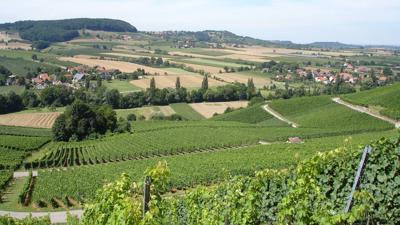 Weinlehrpfad Pfedelbach-Heuholz