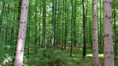 Lichte Wälder und Seegenuss