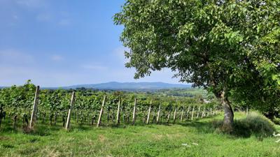 Breisgauer Weinweg – Abschnittswanderung von Emmendingen bis Malterdingen