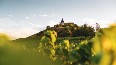 Schleife Zabergäu | Württembergischer Weinwanderweg