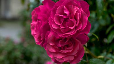 Weilheim: Rosen Wanderweg