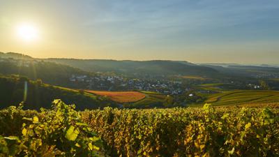 WT14 Durch Reben und Mauergärten