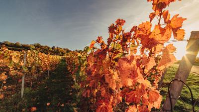 WT9 Panoramaweg Eberstadt
