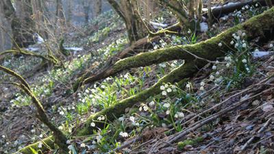 Von Friedrichshafen über den Gehrenberg zum Höchsten