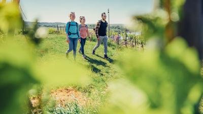 Etappe Talheim – Beilstein | Württembergischer Weinwanderweg