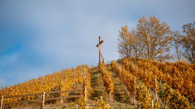 WT3 Kleine Hügeltour durch Wiesen, Wald & Weinberge