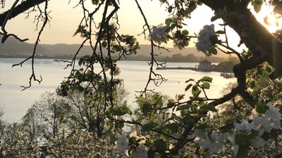Blütenweg – Von Ludwigshafen nach Sipplingen