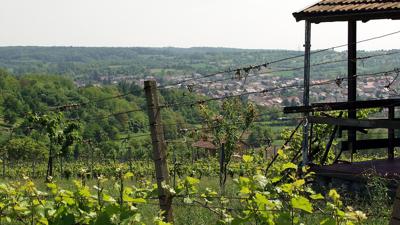 Weinwanderweg Kraichtal IVV- Besenhex (Kurz- und Langroute)