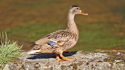 Fabelhafte Vogelwelt an der Gölsen – Radeln für Kids