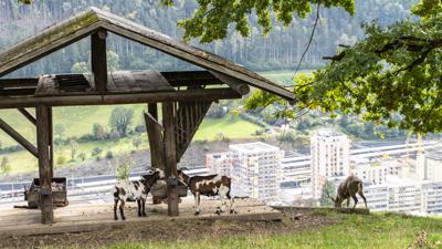 Gisinger-Bahnwanderweg: Wege in den Wildpark Feldkirch