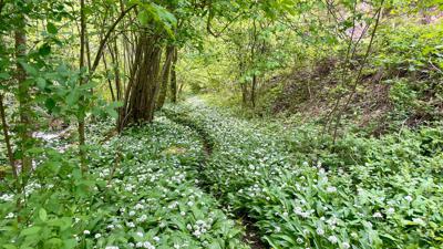 L5 Sonnseiten-Trail Molln