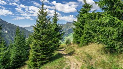 Moorlehrpfad – Naturwelt