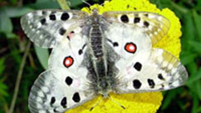 Uttendorf: Schmetterlingslehrpfad