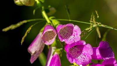 Verträumter Pfad in Aspangberg-St. Peter