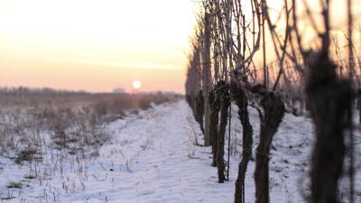 Winterwandern am 1.Wiener Wasserleitungswanderweg