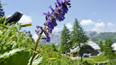 Wulfenia-Gipfel-Wanderung – Geologisch & botanisch einzigartiges Gipfel-Alm-Erlebnis – TW N28