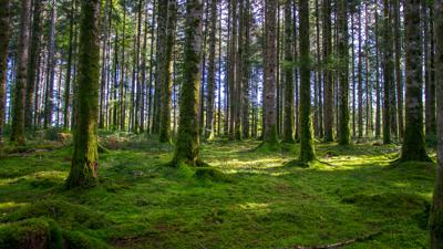 Cranou Wald Rundgang