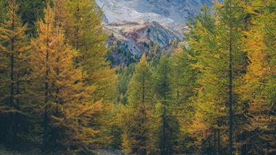 Das Grün der Aiguilles mit dem Mountainbike