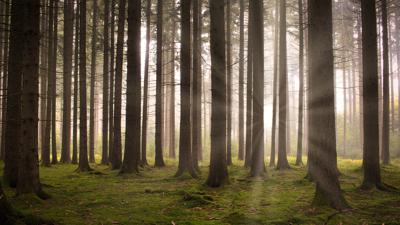 Der Wald von Rougnous