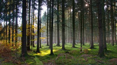 Ratery-Wald